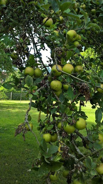La Martiniere - Au Cours Du Ruisseau Saint-Germain-de-Livet